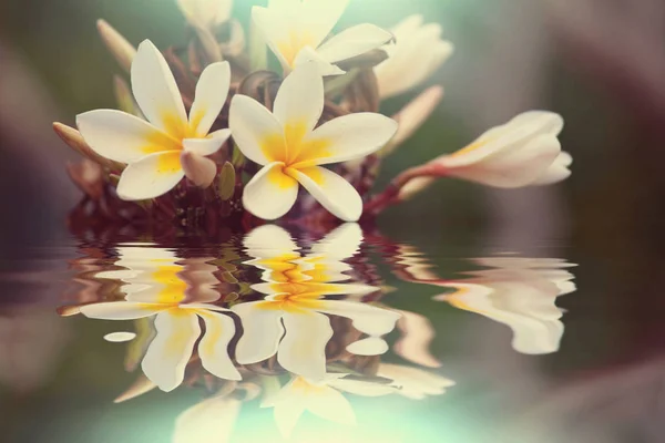 Close Shot Beautiful Flowers Suitable Floral Background — Stock Photo, Image