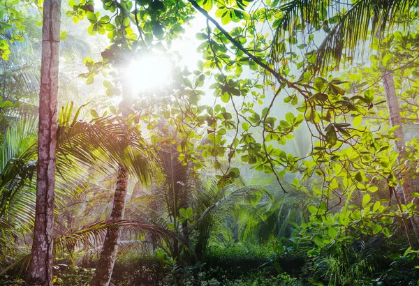 Gyönyörű Zöld Trópusi Dzsungel — Stock Fotó