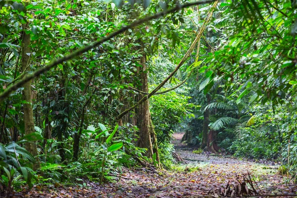 Красивые Зеленые Тропические Джунгли — стоковое фото