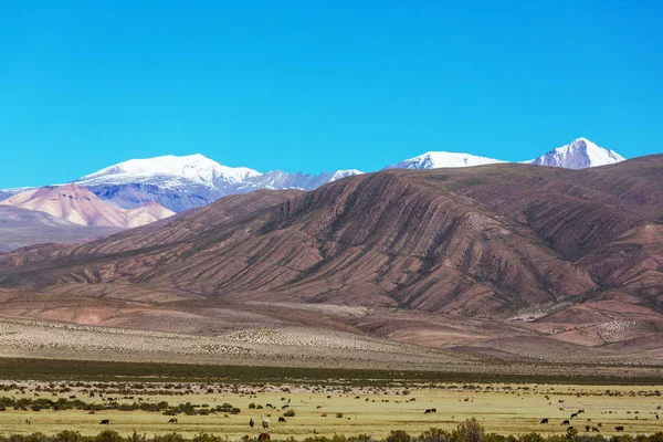 Hautes Montagnes Enneigées Bolivie — Photo