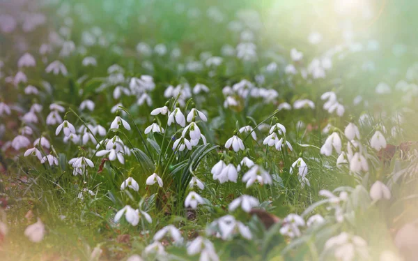 Frühlingsblumen Nahaufnahme — Stockfoto