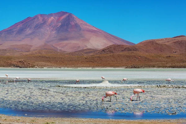 Flamingo See Des Bolivianischen Altiplanos — Stockfoto