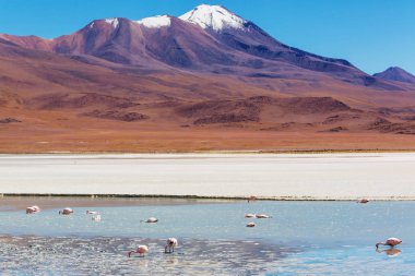 Flamingo Bolivya Altiplano Gölü içinde