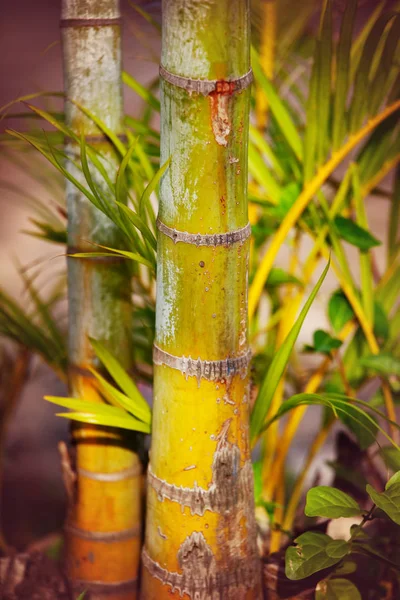 Bamboo in tropical grden, Hawaii