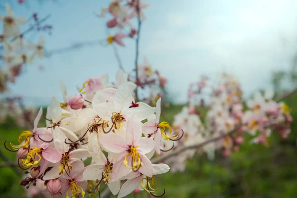 Flor Del Árbol Fístula Cassia Temporada Primavera Hawai —  Fotos de Stock