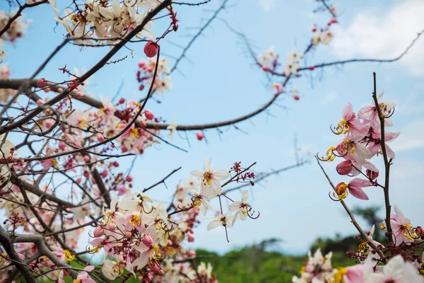 Flor Del Árbol Fístula Cassia Temporada Primavera Hawai —  Fotos de Stock