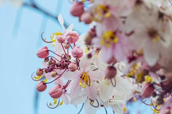 在夏威夷的春季 卡西亚瘘管树开花 — 图库照片