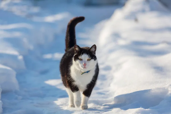 Gatto Fuori Nella Neve Nella Stagione Invernale — Foto Stock