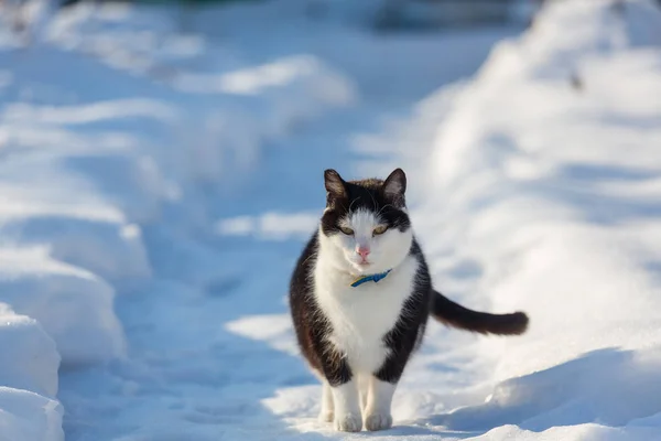 Gatto Fuori Nella Neve Nella Stagione Invernale — Foto Stock