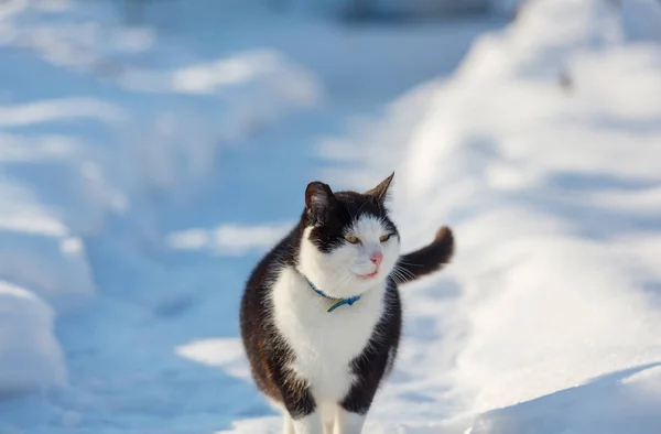 Kat Sneeuw Het Winterseizoen — Stockfoto