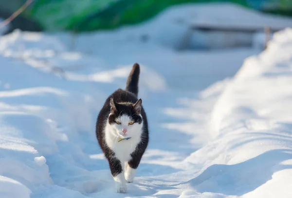 Cat Out Snow Winter Season — Stock Photo, Image