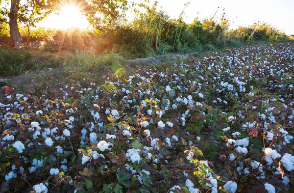 Cotton Field Sunrise — Stock Photo, Image