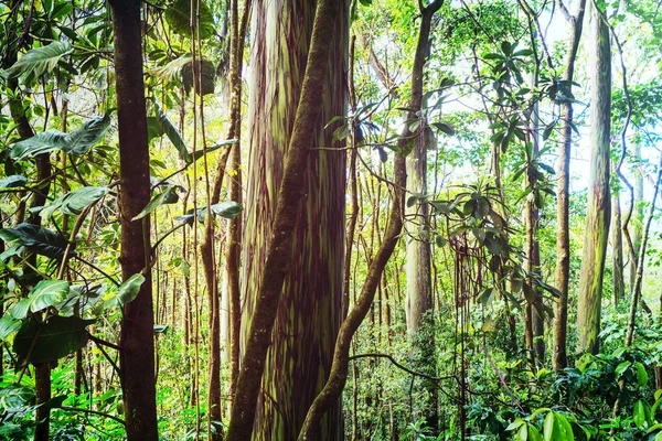 Arcobaleno Albero Eucalipto Nell Isola Maui Hawaii — Foto Stock