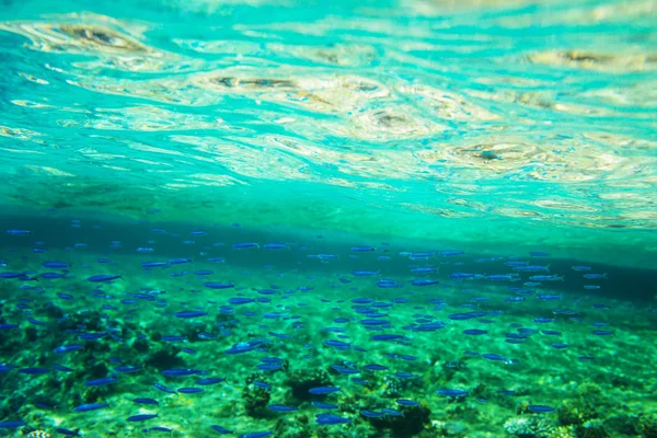 Fische Unter Wasser Aus Nächster Nähe — Stockfoto