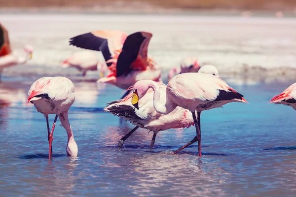 Flamant Rose Dans Lac Altiplano Bolivien — Photo