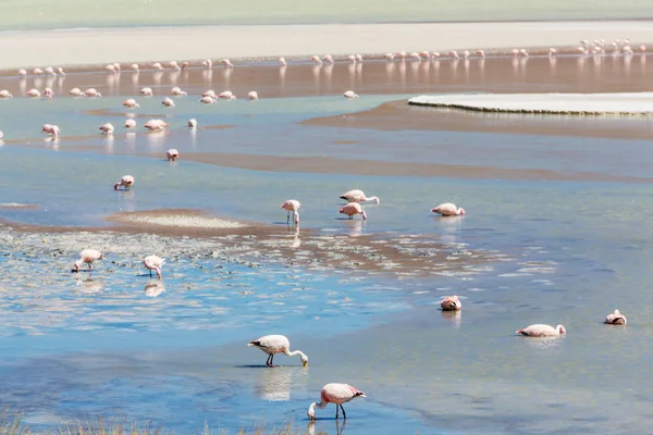 Flamingo Lake Bolivian Altiplano — Stock Photo, Image