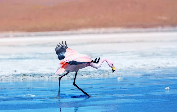 Flamingo Lago Altiplano Boliviano — Fotografia de Stock