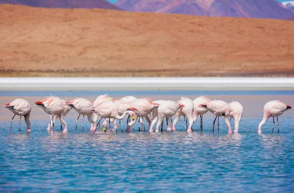 Flamingo Lake Bolivian Altiplano — Stock Photo, Image