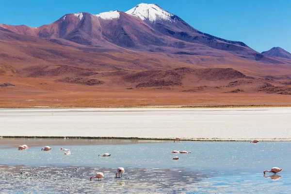 Flamingo Lake Bolivian Altiplano — Stock Photo, Image