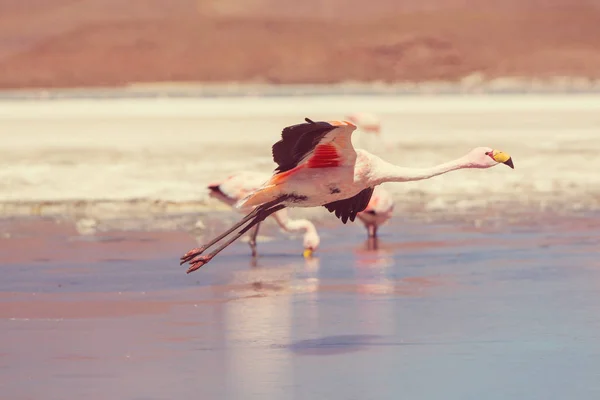 Flamingo Het Meer Van Bolivia Altiplano — Stockfoto