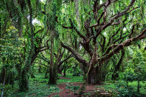 Пышные Зеленые Тропические Тропические Леса Гавайях — стоковое фото