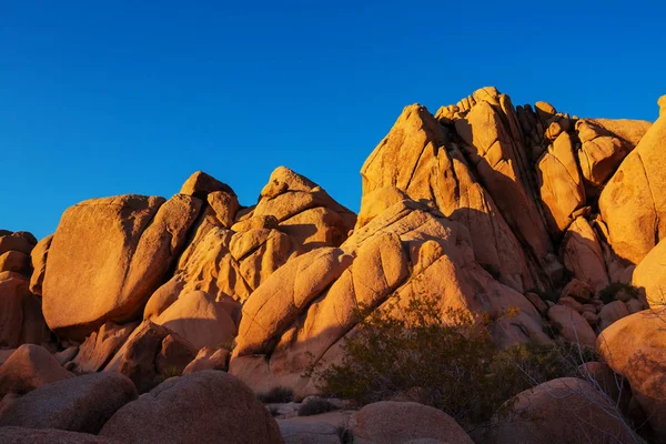 Albero Giosuè Nel Deserto — Foto Stock