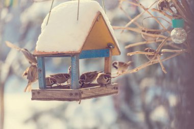 Kuş sparrow besleme yalak