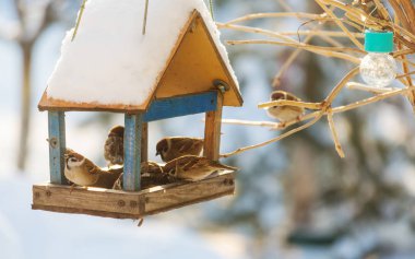 Kuş sparrow besleme yalak