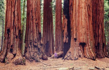 Yaz mevsiminde Sequoias Ormanı