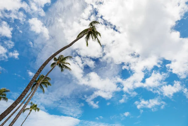 Palm Tropisk Strand — Stockfoto