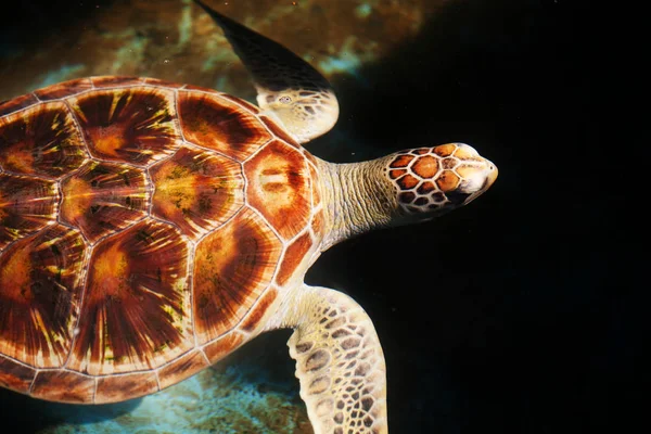 Wild Sea Turtle Sri Lanka Island — Stock Photo, Image