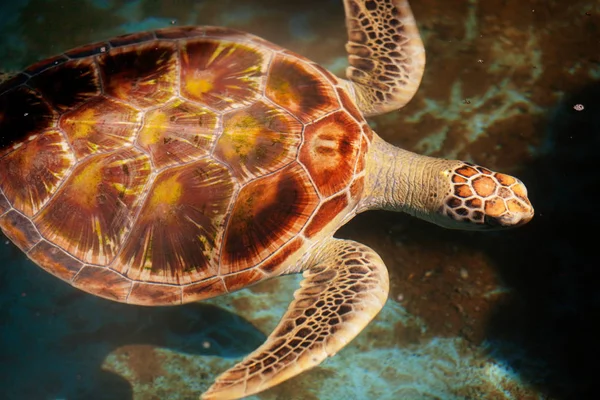 Tortue Marine Sauvage Sur Île Sri Lanka — Photo