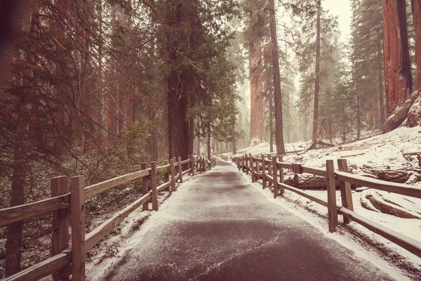 Foresta Dei Sequoia Giganti Ricoperta Neve — Foto Stock