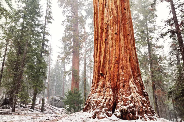 Sequoias Bos Het Zomerseizoen — Stockfoto