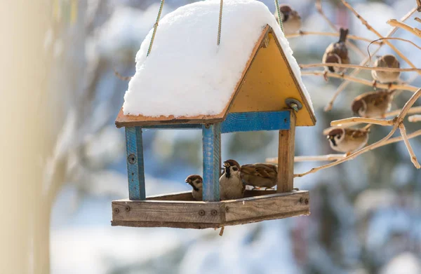 Bird Sparrow Utfodring Tråg — Stockfoto