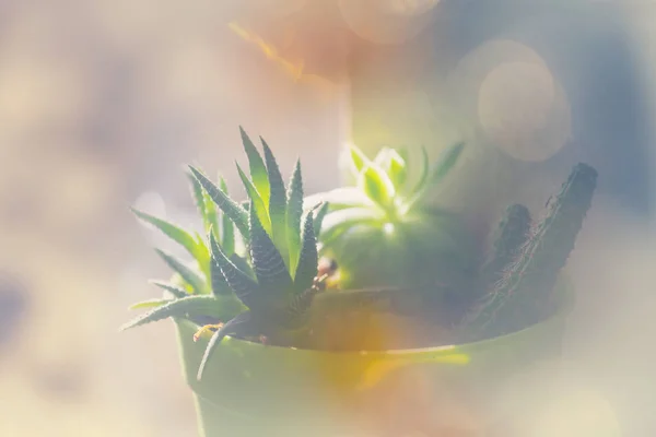 Succulent Plants Exotic Garden — Stock Photo, Image