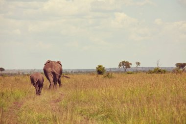 Kenya Vahşi ormanda genç buzağıyı inekle Afrika fili (Loxodonta africana)