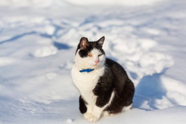 Kış mevsiminde kar altında bir kedi