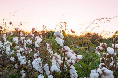 Pamuk alan gündoğumu.