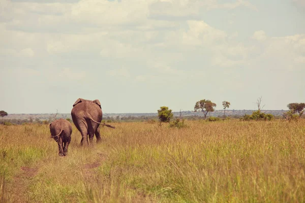 Kenya Vahşi Ormanda Genç Buzağıyı Inekle Afrika Fili Loxodonta Africana — Stok fotoğraf