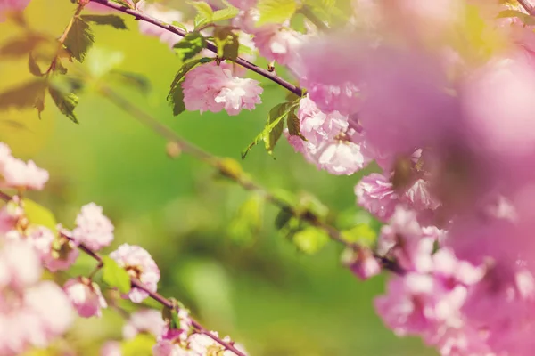 Mandulafa Rózsaszín Virágok — Stock Fotó
