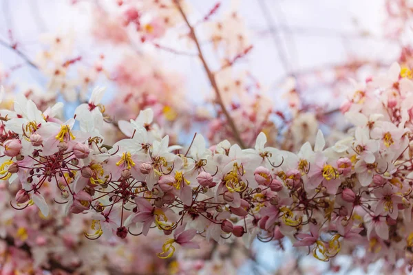 Drzewo Przetoki Kasja Kwitną Sezonie Wiosennym Hawajach Usa Piękne Naturalne — Zdjęcie stockowe