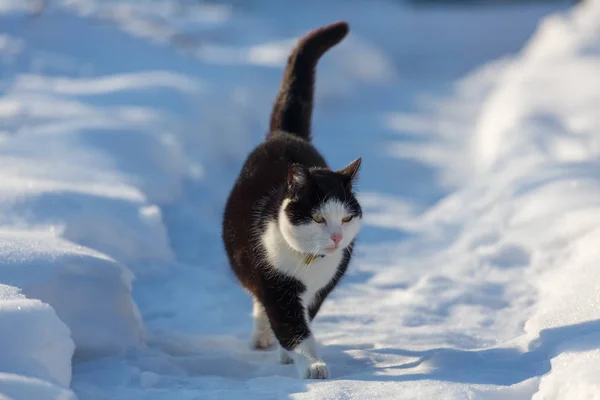 Gatto Fuori Nella Neve Nella Stagione Invernale — Foto Stock