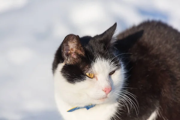 Kat Sneeuw Het Winterseizoen — Stockfoto