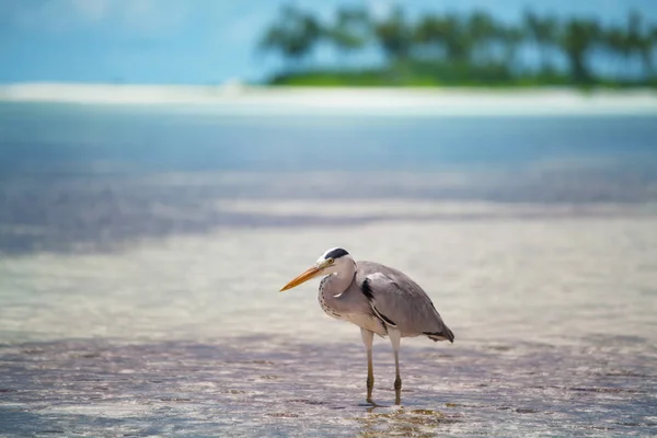 Grey Heron Stands Beach Maldives Island — Stock Photo, Image