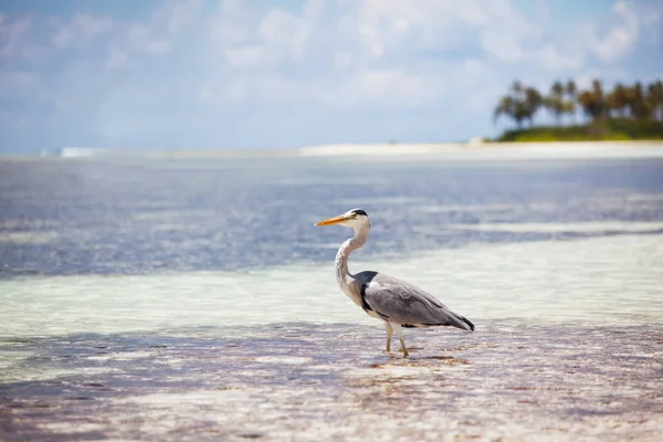 Reiger Staat Het Strand Het Eiland Van Maldiven — Stockfoto