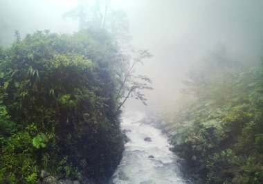 Kosta Rika 'daki Huzur Bulutu Ormanı