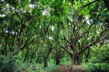 Yemyeşil yeşil tropikal yağmur ormanlarında Hawaii Adası.