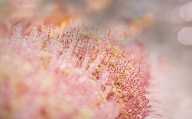 nane çiçek bahçesinde