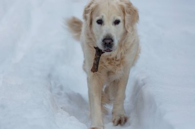 Köpek kış ormanında
